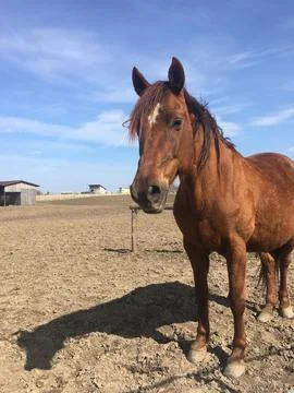 Horse in a paddock 库存照片