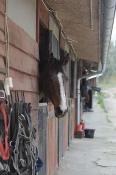 Horse in paddock Stock Photos