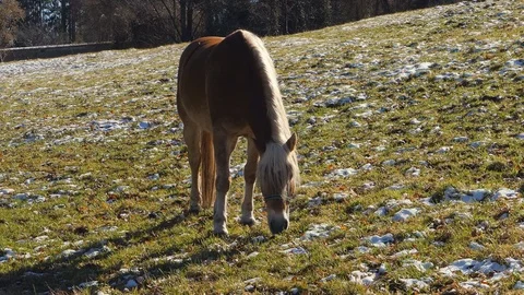 Horse in the paddock in winter Stock Footage 124267560