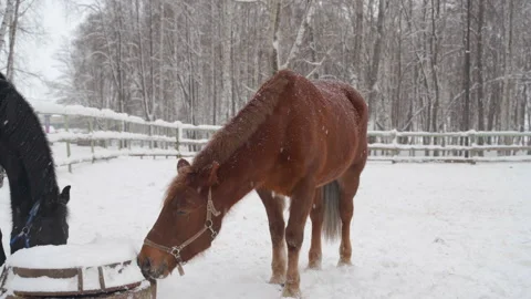 Horse in the paddock in winter Stockbeeldmateriaal 146975352