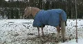 Horse in paddock at winter, view Video HD