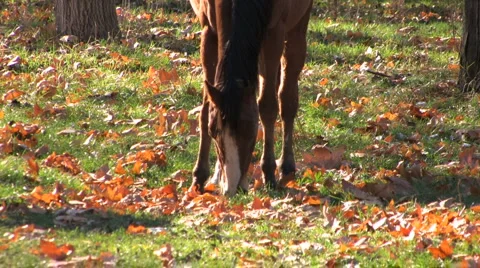 Horse in park  Stock-Footage 1016344