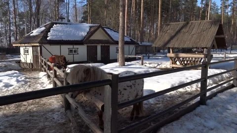 Horse in the park Stock Footage 269736104