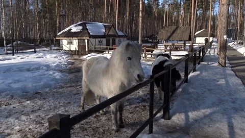 Horse in the park Stock Footage 269736413