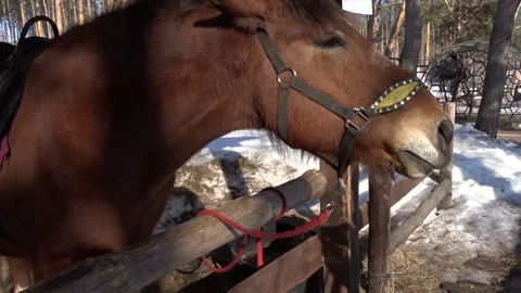 Horse in the park Stock Footage 269736459
