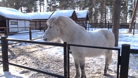 Horse in the park Stock Footage 269736669