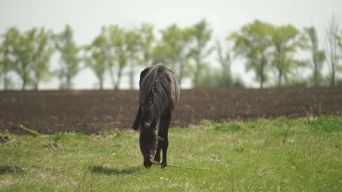 The Horse Is Passed to the Meadow Stock Footage 75496004