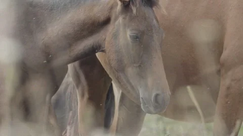 Horse passes through a field Stock Footage 128188786