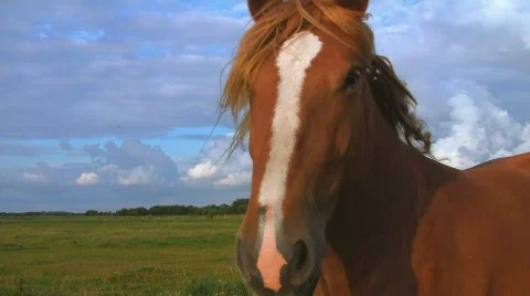 Horse on pasture Stock Footage 539748