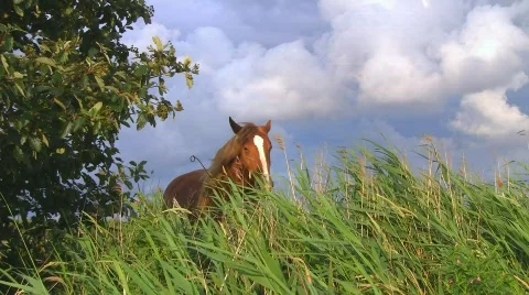 Horse on pasture Vidéo 539867