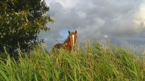 Horse on pasture 스톡 동영상 539934