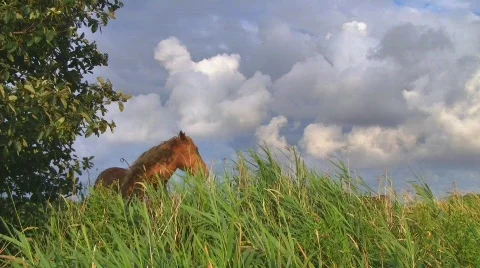Horse on pasture 스톡 동영상 539939