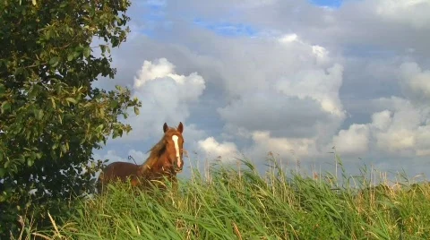 Horse on pasture 库存影片 540210