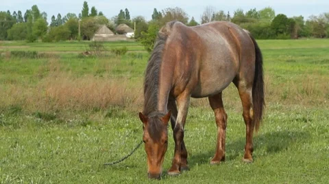 Horse pasture Stock-Footage 8523664