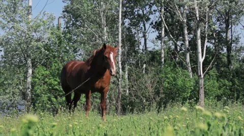 Horse on pasture Stock Footage 30467742