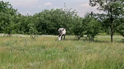 Horse on the pasture Stock Footage 32379374