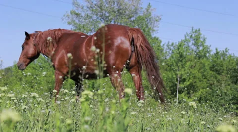 Horse on pasture Stock Footage 39654291