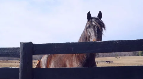 Horse in pasture Stock-Footage 46720940