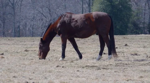 Horse in pasture Stockbeeldmateriaal 46736384