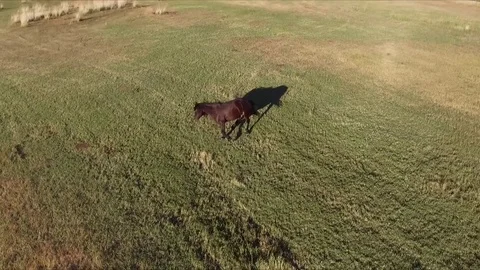 Horse on pasture Stock Footage 71264484