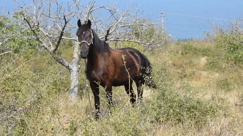 Horse in pasture Stock Footage 80593584