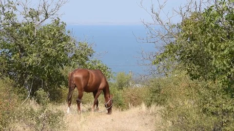 Horse in pasture Stock Footage 80593769