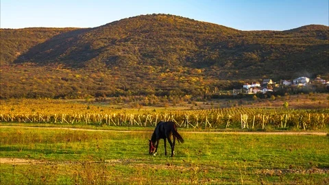 Horse on pasture Stock Footage 97435218