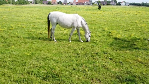 Horse in pasture Stock Footage 116016980