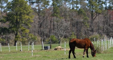 Horse in the pasture Stock Footage 127585655