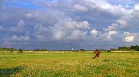Horse on pasture (high dynamic range) Stock Footage 539722