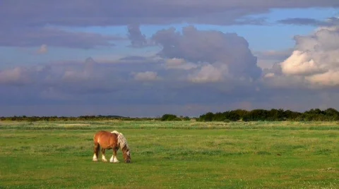 Horse on pasture (high dynamic range) Stock Footage 539724