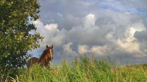Horse on pasture (high dynamic range) Stock Footage 540206