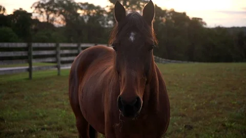 Horse in Pasture Looking at Camera Stock Footage 98963458