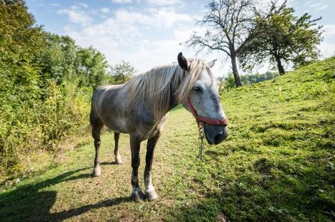 Horse on pasture Stock Photos