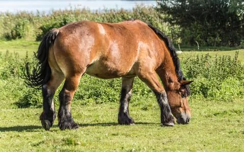Horse in the pasture Foto stock