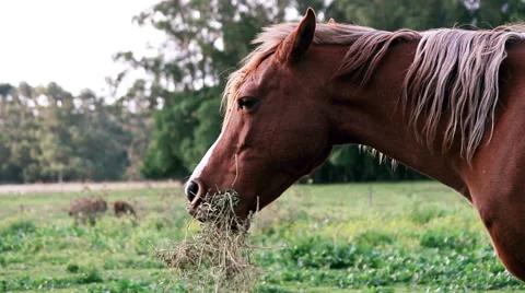 Horse Pasturing Stock Footage 40711430