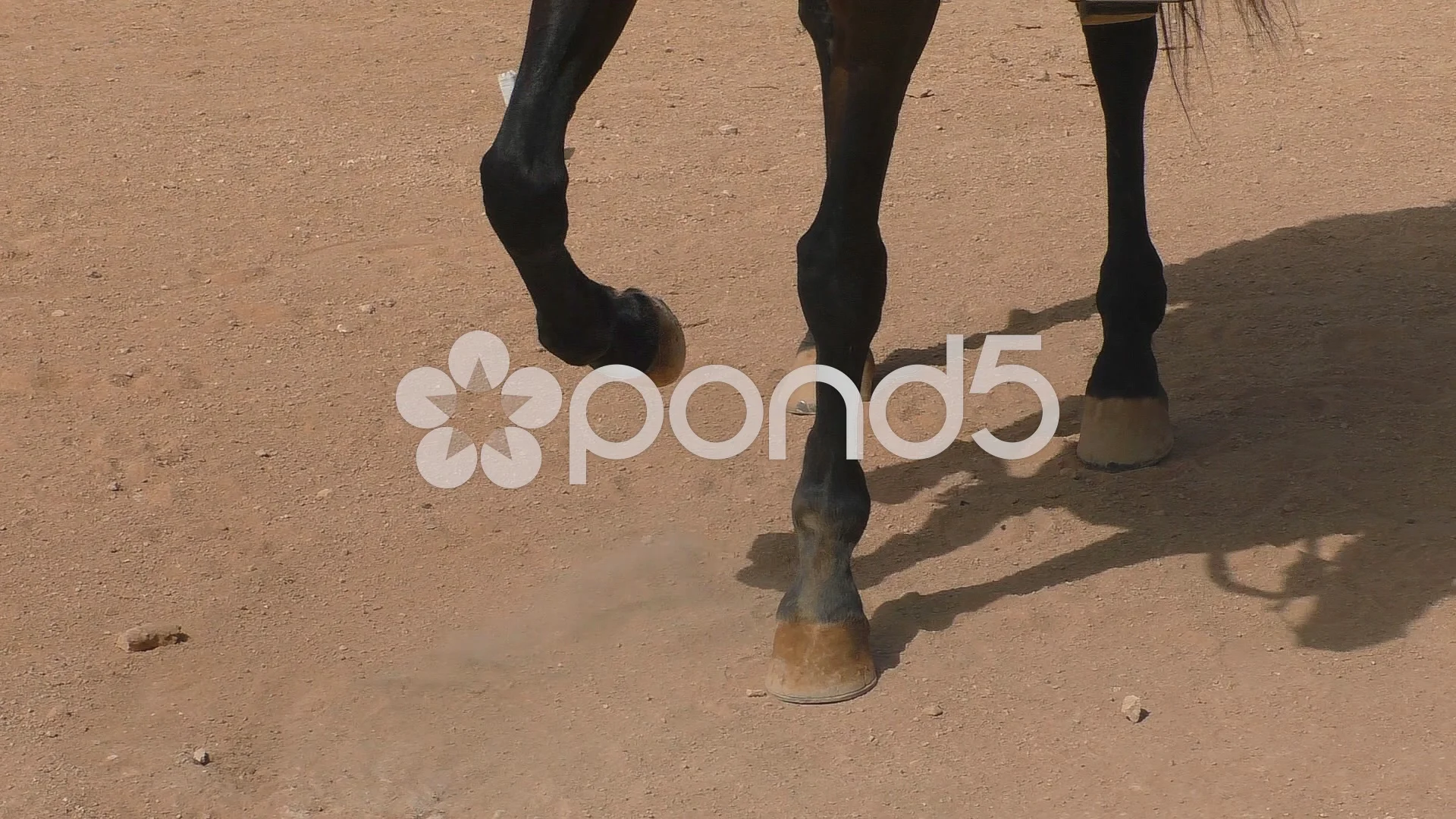 Horse Put His Foot On The Ground Hotsell