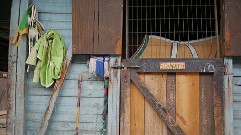Horse Peeking From Stable Window Stock Footage 306702750