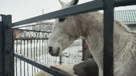 Horse peeking through gate. White steed observes from barred enclosure. Curious 库存影片 333325254