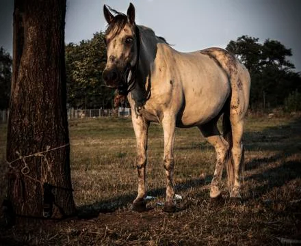 Horse Stock Photos