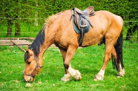 Horse Stock Photos