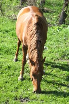 Horse Stock Photos