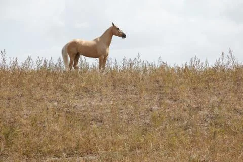 Horse Stock Photos