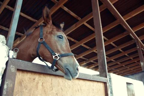 Horse Stock Photos
