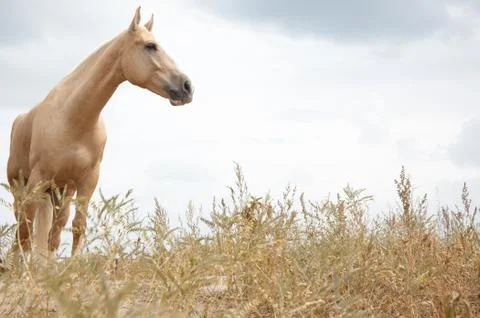 Horse Stock Photos