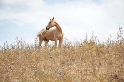 Horse Stock Photos