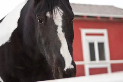 Horse Stock-Fotos