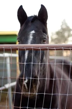 Horse Foto stock