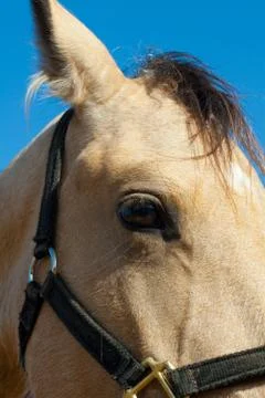 Horse Stock Photos