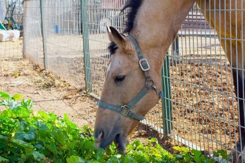 Horse Stock Photos